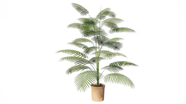 Tenceredeki canavar bitkisi.