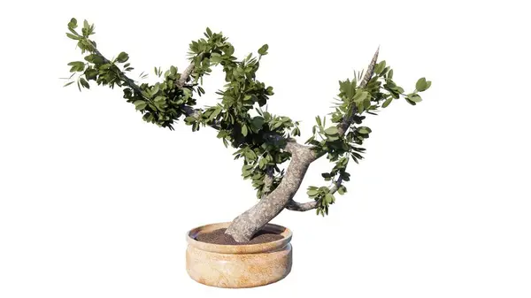 Kavanozda zeytin ağacı kırpma yolu ile.