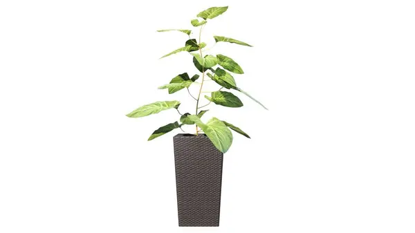 Beyaz arkaplanda yeşil bir saksı