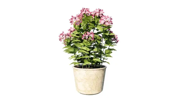 Tencerede pembe leylak