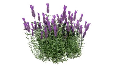 Beyaz arka planda lavanta çiçekleri var. lavanta