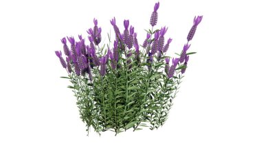 Beyaz arkaplanda izole edilmiş vazodaki lavanta çiçekleri