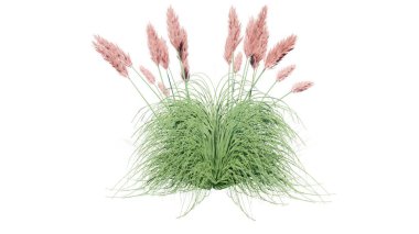 Bir bitkinin 3 boyutlu çizimi