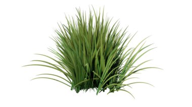 Beyaz arkaplanda izole edilmiş çimenler