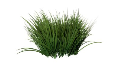 çimenler beyazda izole