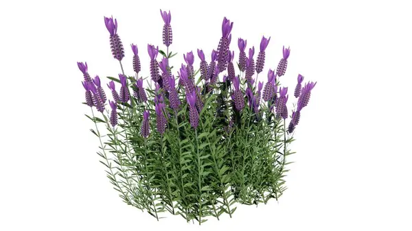 Beyaz arka planda lavanta çiçekleri var. lavanta