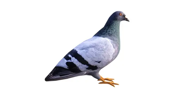 beyaz arkaplanda güvercin