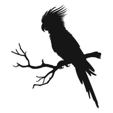 Papağan dal vektör sanatı üzerine. Muhabbet kuşunun siyah silueti beyaz arkaplanda izole edildi.