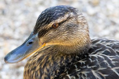 Dişi yaban ördeği yaklaş. Yüksek kalite fotoğraf