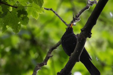Kara kuş ağaç dalına tünemiş. Yüksek kalite fotoğraf