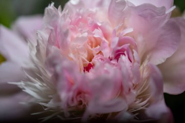 Pembe şakayığın merkezini kapatın. Yüksek kalite fotoğraf