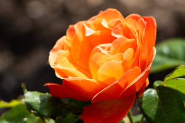 Turuncu gülü kapat. Yüksek kalite fotoğraf