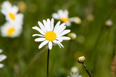 Arka planı bulanık olan bir papatya çiçeği. Yüksek kalite fotoğraf