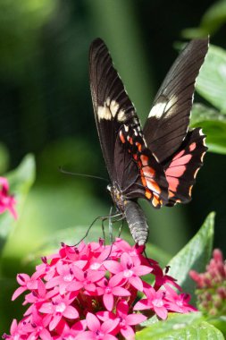 Papilio polite kelebeği pembe çiçeklerle besleniyor. Yüksek kalite fotoğraf
