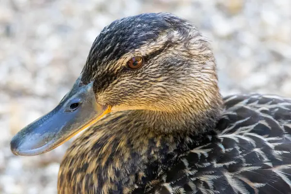Dişi yaban ördeği yaklaş. Yüksek kalite fotoğraf