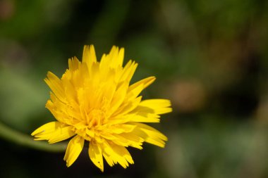 Açık sarı düz ot, arka planda bulanıklık var. Yüksek kalite fotoğraf