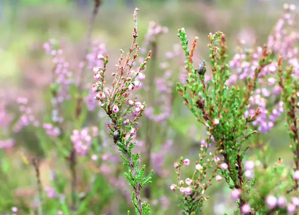 Sabah çayırda çalı çiçekleri...