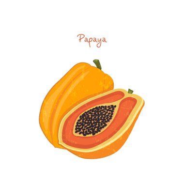 Beyaz arka planda taze papaya vektör çizimi. Tişört, kupa, poster ve afiş için renkli baskı.