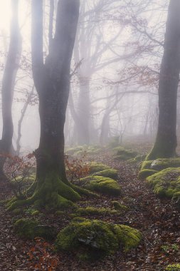 Monte Santiago Burgos kayın ormanının sisli şafağında Dalların arasından süzülen yumuşak güneş ışığı