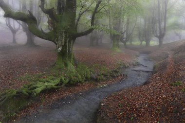 Barazar, Bizkaia 'da Otzarreta Kayın Ormanı. Yağmurlu bir bahar sabahı, havada sis var.