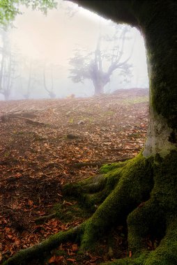 Bizkaia 'daki Gorbea Doğal Parkı' nın sisinde, kirlenmiş kayın ağaçlarının arasında.