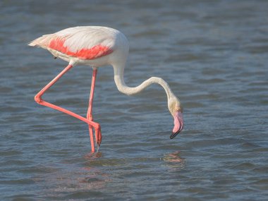Delta del Ebro, İspanya 'daki doğal ortamlarında göz kamaştırıcı flamingolar. Bu ikonik kuşların zarif hareketlerini ve canlı renklerini yakalıyor.