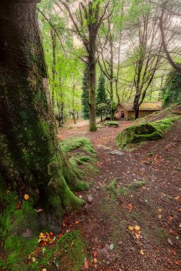 Yazın son yaprakları ve sonbaharın ilk günlerinde Gorbea Doğal Parkı 'ndaki Saldropo sulak arazisinin yakınlarındaki kayın ağaçlarının arasında taştan bir sığınak..