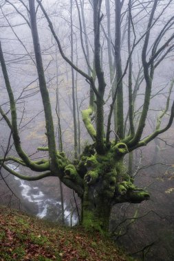 Ethereal long exposure of a stream in Gorbea Natural Park, Bizkaia, Spain, cascading over mossy rocks amidst lush, green woodland