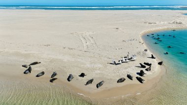 Güney Avustralya, Goolwa 'daki Coorong Ulusal Parkı' nın sakin güzelliğini yakalayan Murray Mouth Gözcü Adası 'ndan muhteşem bir drone görüntüsü. Havadan çekilen görüntülerde turkuaz kıyı lagününün yanında duran foklar ve pelikanlar görülüyor.