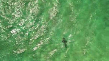 Green Island 'ın hava görüntüleri. Queensland, Avustralya açıklarındaki Büyük Set Resifi' ndeki bir mercan mağarası. Sahne turkuaz suları, uçan resifler, beyaz kumsallar, uzun bir iskele ve iskeleyi ve yoğun tropikal yağmur ormanlarını yakalıyor. Popüler.