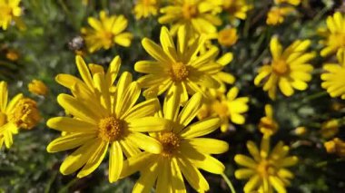 Euryops Krizthemoides Afrikalı Bush Daisy 4K insansız hava aracı görüntülerinde Hackham West, Güney Avustralya 'da bir banliyö bahçesinde çiçek açarken yakalandı. Bu canlı bahar sahnesinde, parlak sabah güneşi altında alçak açılı altın sarısı çiçekler sergilenir.