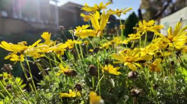 Euryops Krizthemoides Afrikalı Bush Daisy 4K insansız hava aracı görüntülerinde Hackham West, Güney Avustralya 'da bir banliyö bahçesinde çiçek açarken yakalandı. Bu canlı bahar sahnesinde, parlak sabah güneşi altında alçak açılı altın sarısı çiçekler sergilenir.