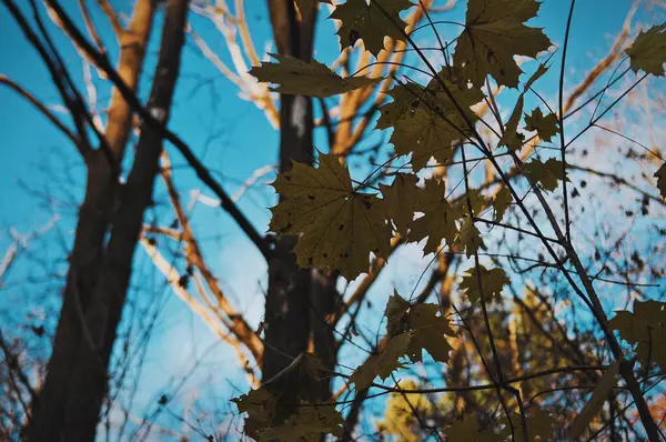 Çiçekler doğa, güneş, yeşillik, dinlenme