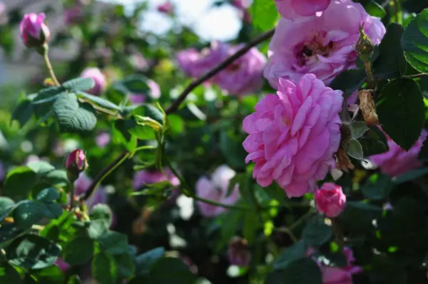 Çiçekler doğa, güneş, yeşillik, dinlenme