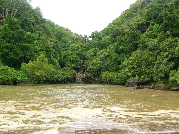 Tenha bir vadideki yemyeşil tropikal orman ve kahverengi nehir manzarası