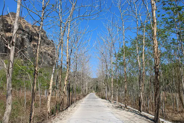 Kurak Mevsimde Mavi Gökyüzü Altında Çıplak Ağaçlarla Sıralanmış Uzun Paved Yolu