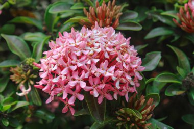 Canlı Pembe Ixora Çiçek Kümesi. Bahçedeki güzel Asoka Çiçeği (Ixora Coccinea)