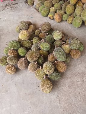 Taze toplanmış Durian Meyvesi Yığını