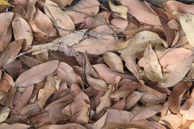 Dökülen Kuru Yapraklar Toprak Sonbahar Doğa Dokusunu Örtüyor