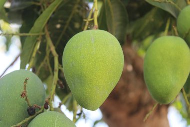 Tropikal Meyve Bahçesinde Ağaçta asılı Olgunlaşmamış Mangoların Yakın Çekimi