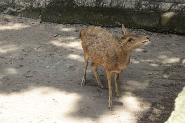 Hayvanat bahçesinde bir geyik. geyik yetiştiriciliği