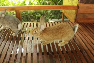 Hayvanat bahçesindeki tavşan kafesi.