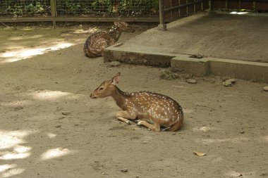 Geyikler dinleniyor. Hayvanat bahçesindeki geyik yuvası.