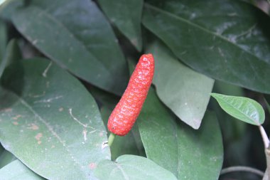 Parlak Kırmızı Uzun Biberli Meyve Tropikal Bahçede Sarmaşıkta