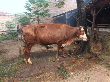 Kırsal Endonezya Çiftliğinde Kahverengi İnek