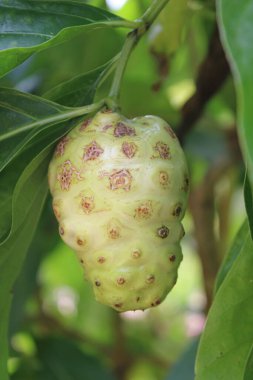 Ağaçta yetişen Noni Fruit 'un yakın çekimi Tropik Bitki Bitkisi