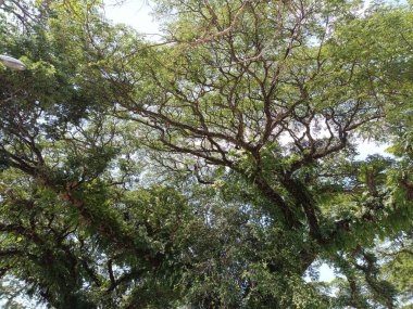 Güneşli bir günde, tropikal ağaçların yemyeşil gölgesi.