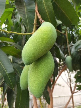 Olgunlaşmamış Yeşil Mangolar (Mangifera indica) bir ağaç dalında asılı