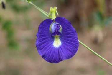 Mavi Kelebek Bezelye Çiçeği 'nin (Klitoria Ternatea) Çiçeği' nin Yakın Çekimi