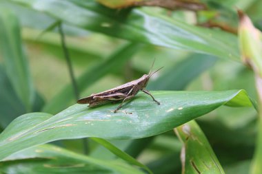 Grasshopper 'ın Yakın Çekimi Doğal Yaşam Alanında Yeşil Yaprak Üzerinde Dinleniyor